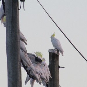 cockatoos on wire